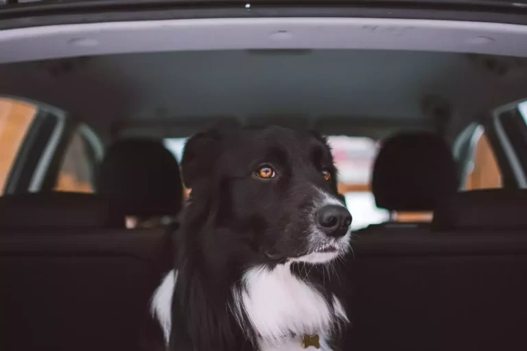 SUV for family with dogs